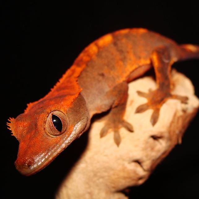 We are reptile enthusiasts who captive breed high-quality Crested Geckos. Follow us! :)
