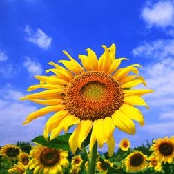 花言葉をつぶやくbotです。素敵だと思ったらRT♪