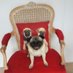 Unleashed (@unleashpetsuk) Twitter profile photo