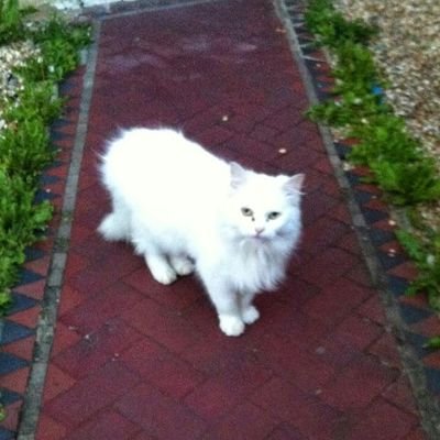 sshlsr27's profile picture. graphics designer