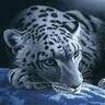 pranjalchitale's profile picture. Research Fellow @MSFTResearch || MS Student @ai4bharat @IITMadras