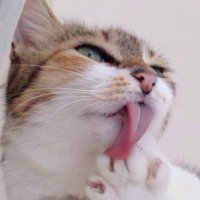 ねこてん(@nekonekodo) 's Twitter Profile Photo