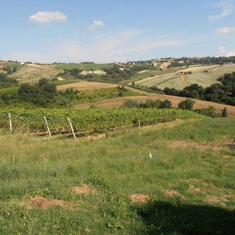 livinginlemarch's profile picture. Livinginlemarche promotes the Le Marche region of Italy, it's lifestyle and its produce.