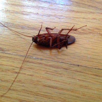 My avi is really me. No filter. international bug of mystery. ok jersey.
http://t.co/XC48KawlYD