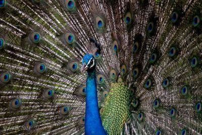 SANTHOSH Profile