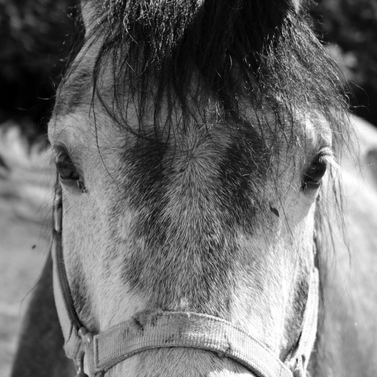 Hello, I´m Johnny Cash