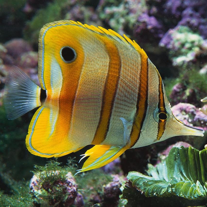 AlexMaster83's profile picture. 