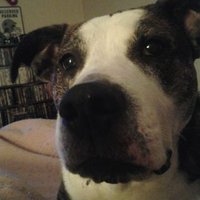 Ricardo Clubbs (@kpaws22) 's Twitter Profile