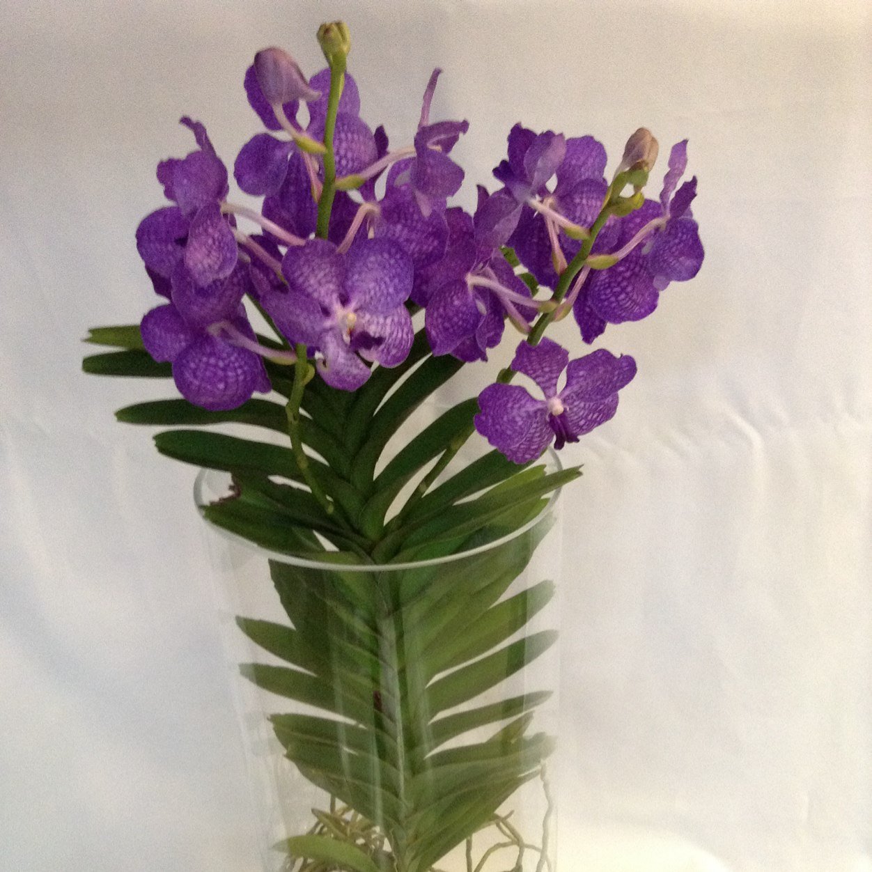 diloconflores's profile picture. Impresión en flores, arreglos toda ocasión y ramos de novia - eventos