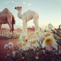 مشاعل العتيبيء (@mesh_otb_511) Twitter profile photo