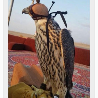 abuhasan991's profile picture. 