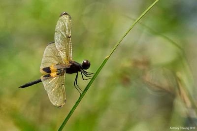 AnthonyC306's profile picture. My sfw twitter.