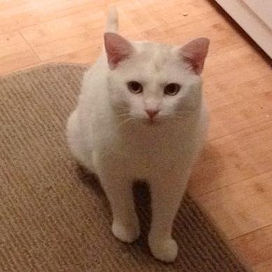 snowyvampirecat Profile Picture