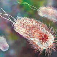 Bruno Zylbergeld (@microbiota) 's Twitter Profile