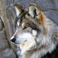 Hey I'm Caleb a humble male wolf who loves hunting and making new friends #Single and looking