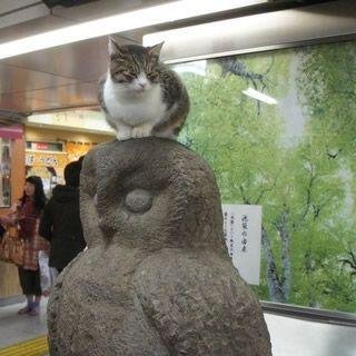 池袋！そこはカオスの街！でもそんな街が大好きです。あっ、猫が好きです