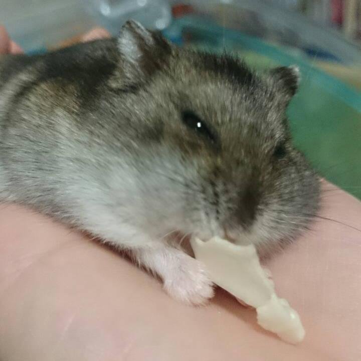 有袋類になったらお腹にハムスターを飼いたいです。結構多趣味です(ﾉ´∀｀*)