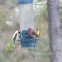 Francine Bégin - @francinebegin15 - Twitter