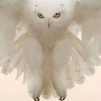 Murat Cihan (@maxiquiet) Twitter profile photo