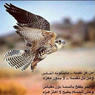 mohamedohh's profile picture. 