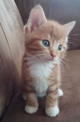 DesRamirez99's profile picture. Aletico de Madrid.Solo quiero que sepas que te amo!