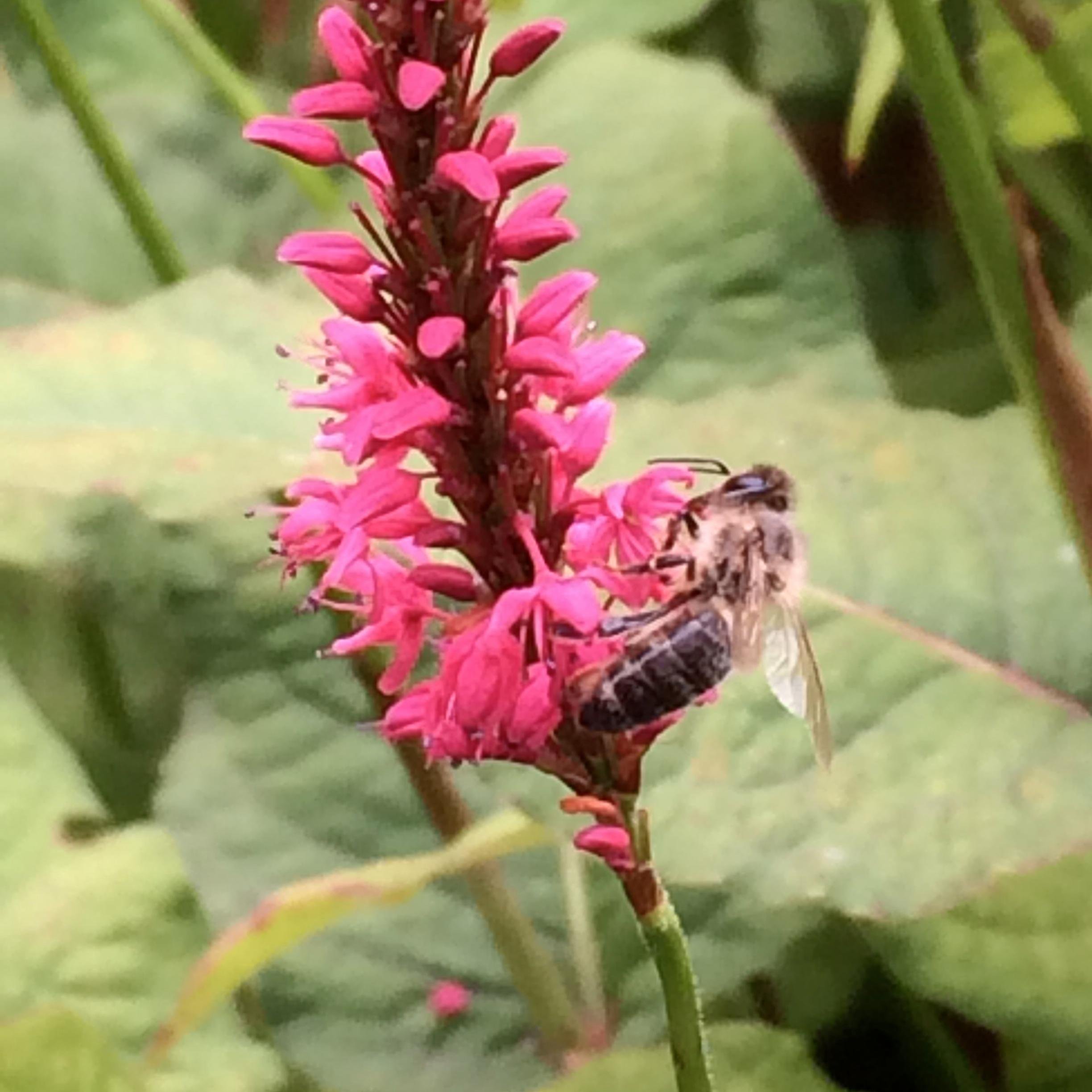 SimonsBijen's profile picture. 