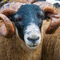 Stranraer Show (@stranraershow) 's Twitter Profile