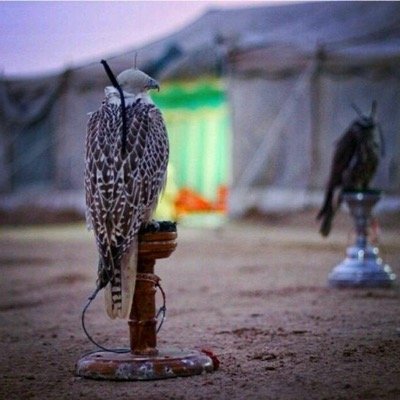 haaadi0's profile picture. ....