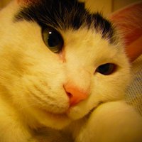 🍜mtmt🍣_🍖 (@mtmt_rtr_0) Twitter profile photo