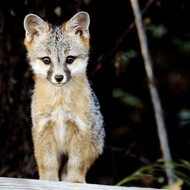 SaveSJOrchard's profile picture. Save the Kelley Park Orchard's goal is to preserve undeveloped space & persuade the City Council to ban development for this last wild space within City Limits.