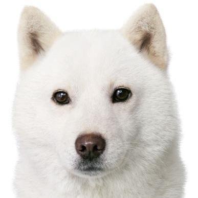 最近外を散歩していると「あれ、ソフトバンクのCMに出ている犬ですか？」とよく言われますがそれは自分ではありません、犬違いですwまぁ有名犬と間違われるのは嬉しいですがね(笑)最近はアクセサリの手作りにハマってます、手は無いんですけどね