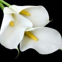 northhertscel's profile picture. Independent Funeral Celebrant - Hertfordshire & South East.
Personalised Funeral Ceremonies to honour the life of your loved ones.
http://t.co/6DIldg5p40