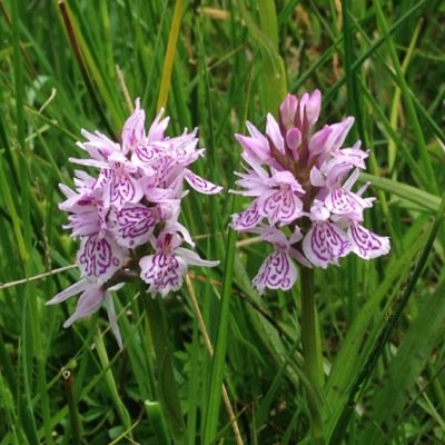 intrested in all aspects of Natural History. Orchids are my thing Birds esp in Norfolk Gulls Raptors. The weird and the wonderful