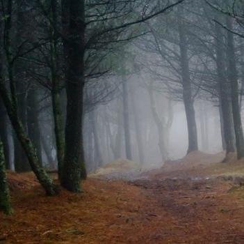 cryptiduk's profile picture. For UK cryptid stuff