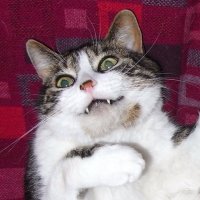 Manfred Cat🌈 & Lulu🌈 - Lottie & Cleo's tweets (@manfredcat) 's Twitter Profile