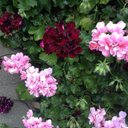 Anne Forde - @anne_forde - Twitter