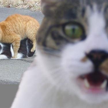 ぁゃしぃ者ではぁりませぬ　PC自作と猫大好き😻エロとサイドビジネス（ ﾟωﾟ ） お断りします🐈