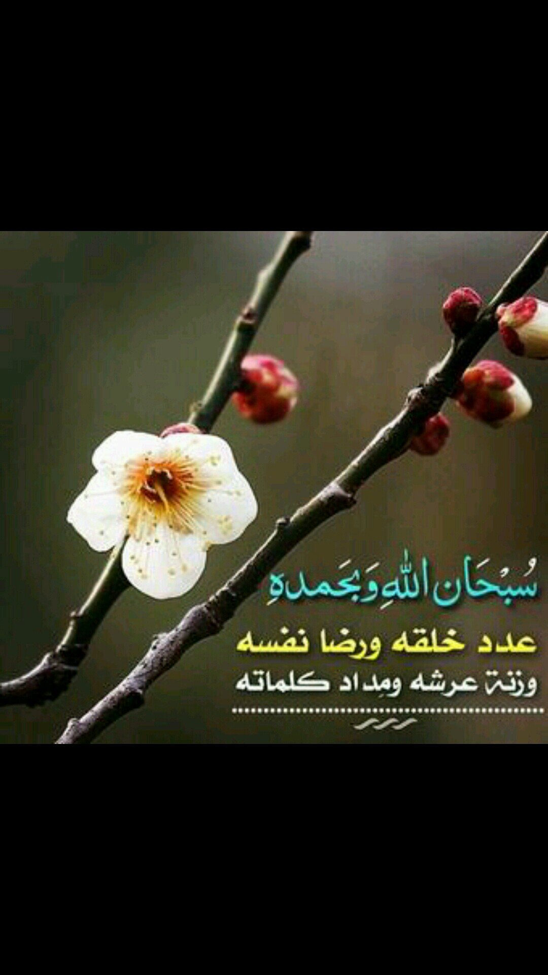 CElkmer's profile picture. 