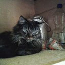 Patty Simpson - @pattysimpson103 - Twitter