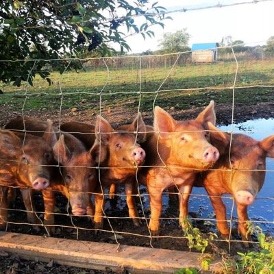 Our pedigree pure breed tamworths are probably the best loved free range pigs you will ever meet.