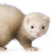 dracodaferret's profile picture. replacing justin timberlake since 2014