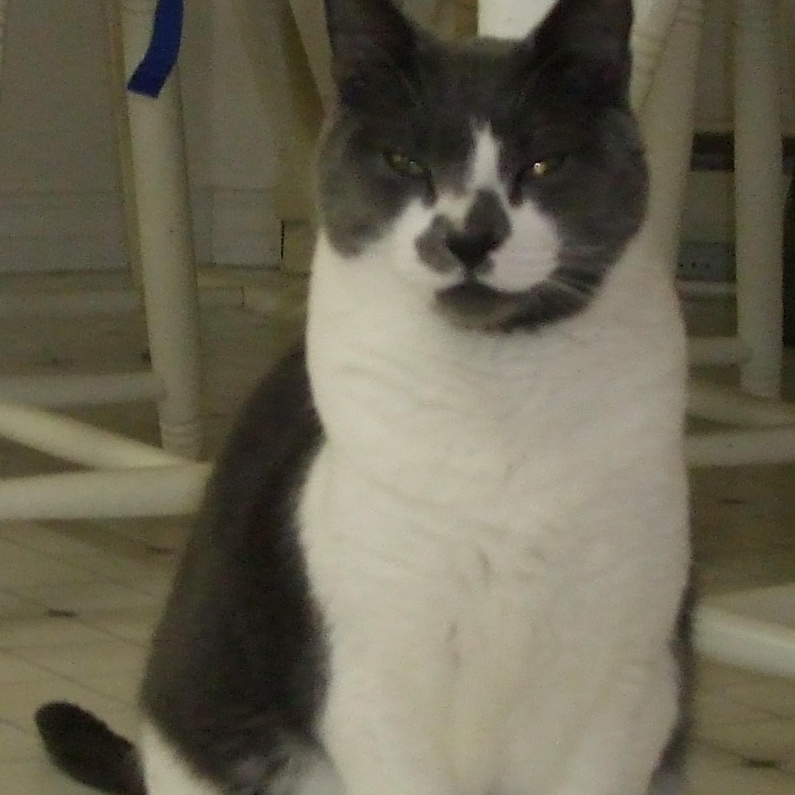 Mousecat12's profile picture. 