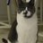 Mousecat12's profile image