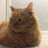 MiloMan_the_cat's profile image