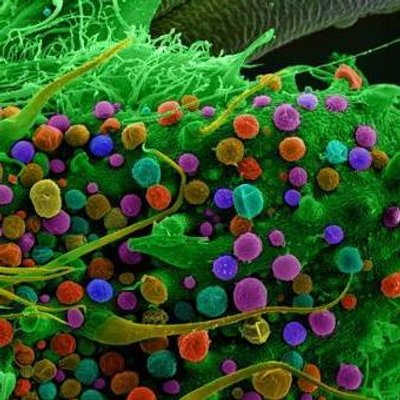 las chinches son microscopicas las chinches son microscopicas