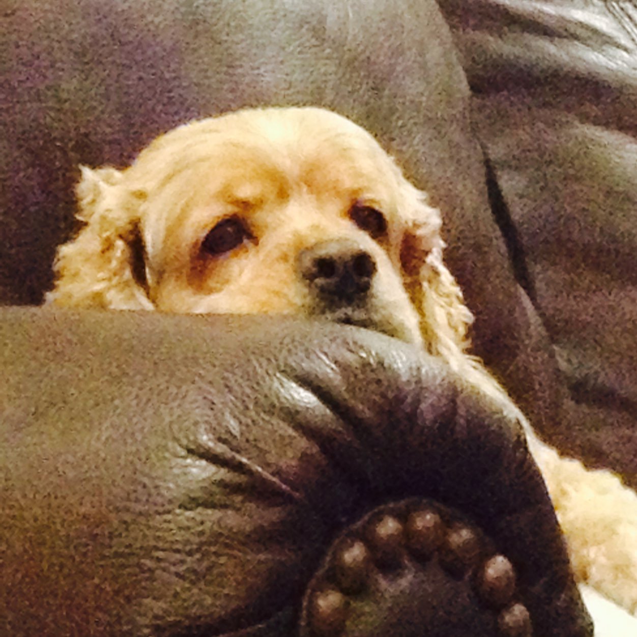 thatbitchleila's profile picture. Queen of fetch- cocker spaniel- female