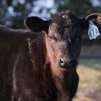 snakeyjakey (@snakeyjakey711) 's Twitter Profile