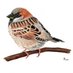 Richmond Sparrows (@richmondsparrow) Twitter profile photo Richmond Sparrows (@richmondsparrow) Twitter profile photo