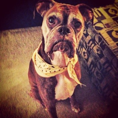 I'm a dogg.
