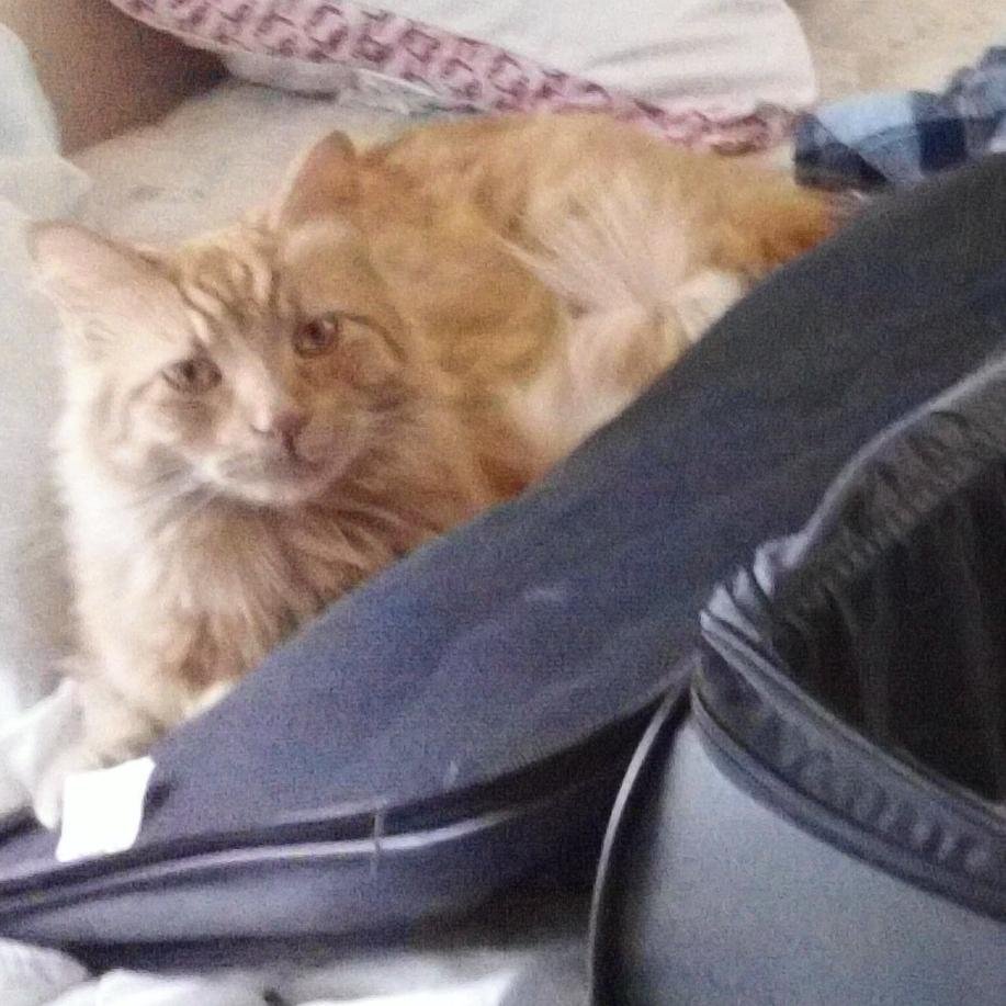 Fae3Night's profile picture. 